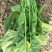 优质菠菜