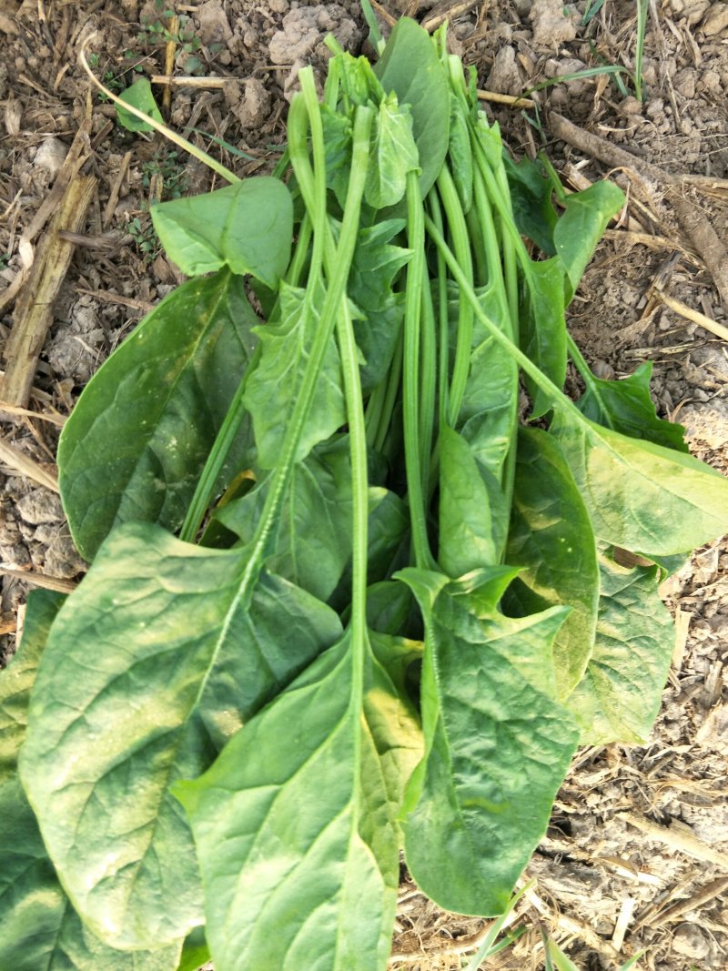 优质菠菜