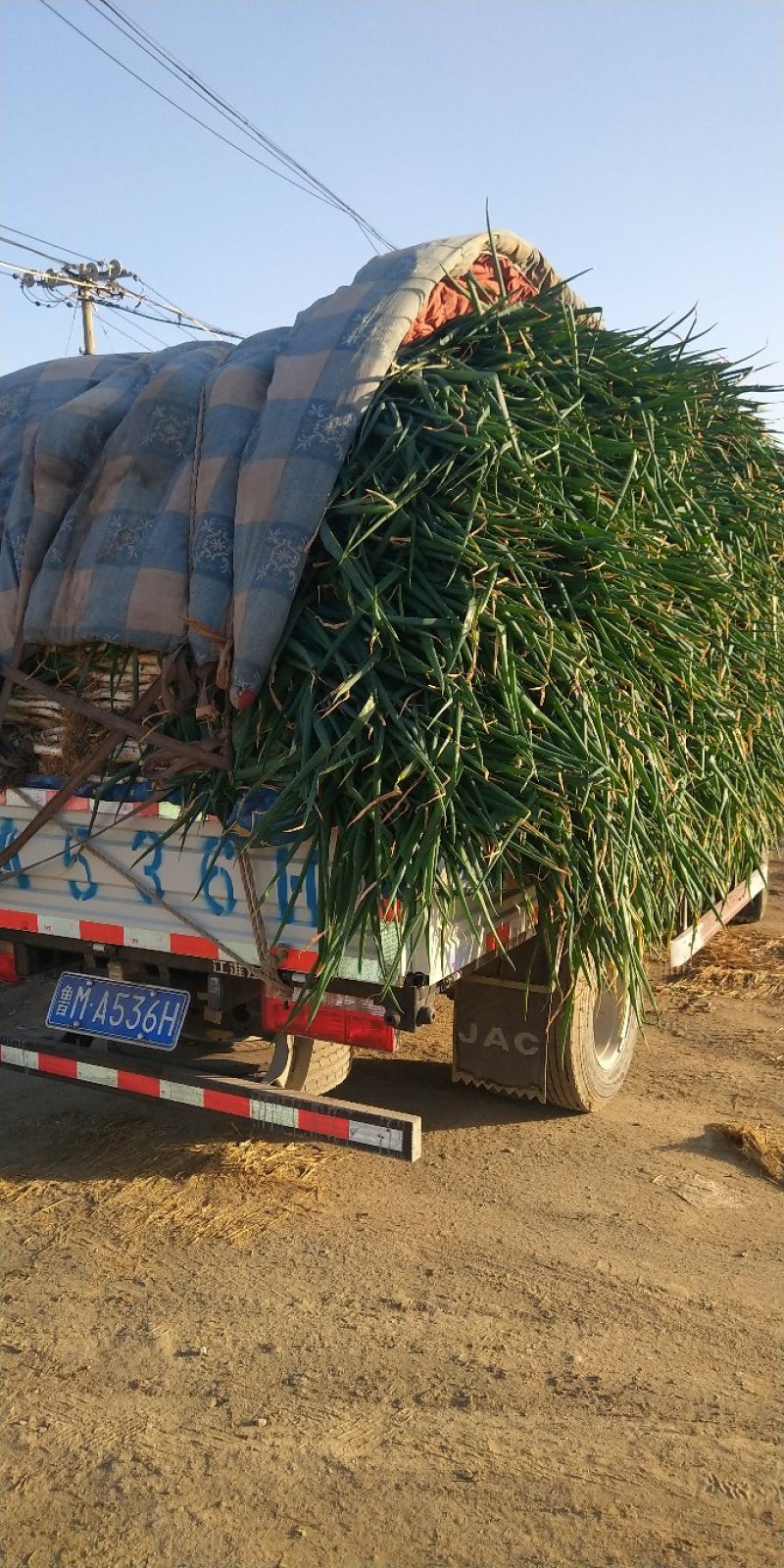 山东长白章丘大葱纯白40到60左右产地直供货大量质量好