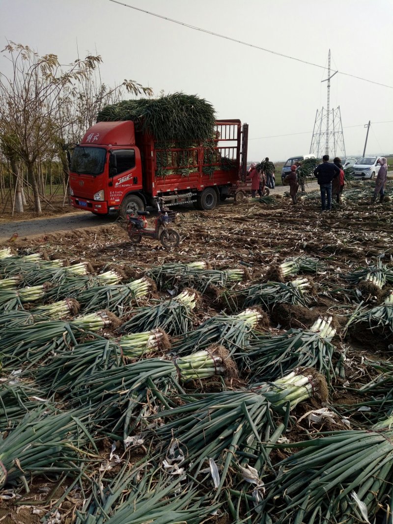 河北省保定市里县小陈乡优质铁杆大葱批发基地