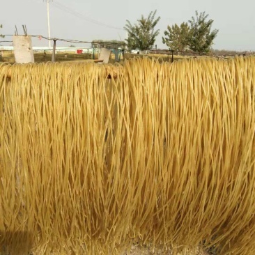 大量供应红薯粉条