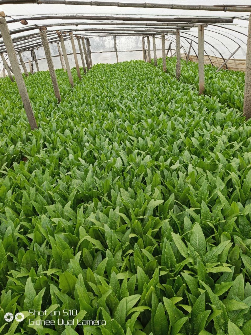 精品油麦菜