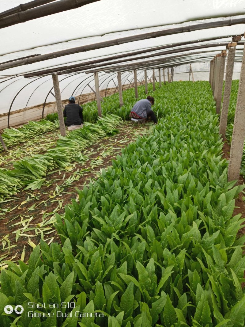 精品油麦菜