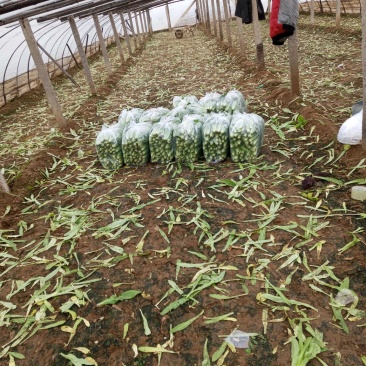 精品油麦菜