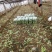 精品油麦菜