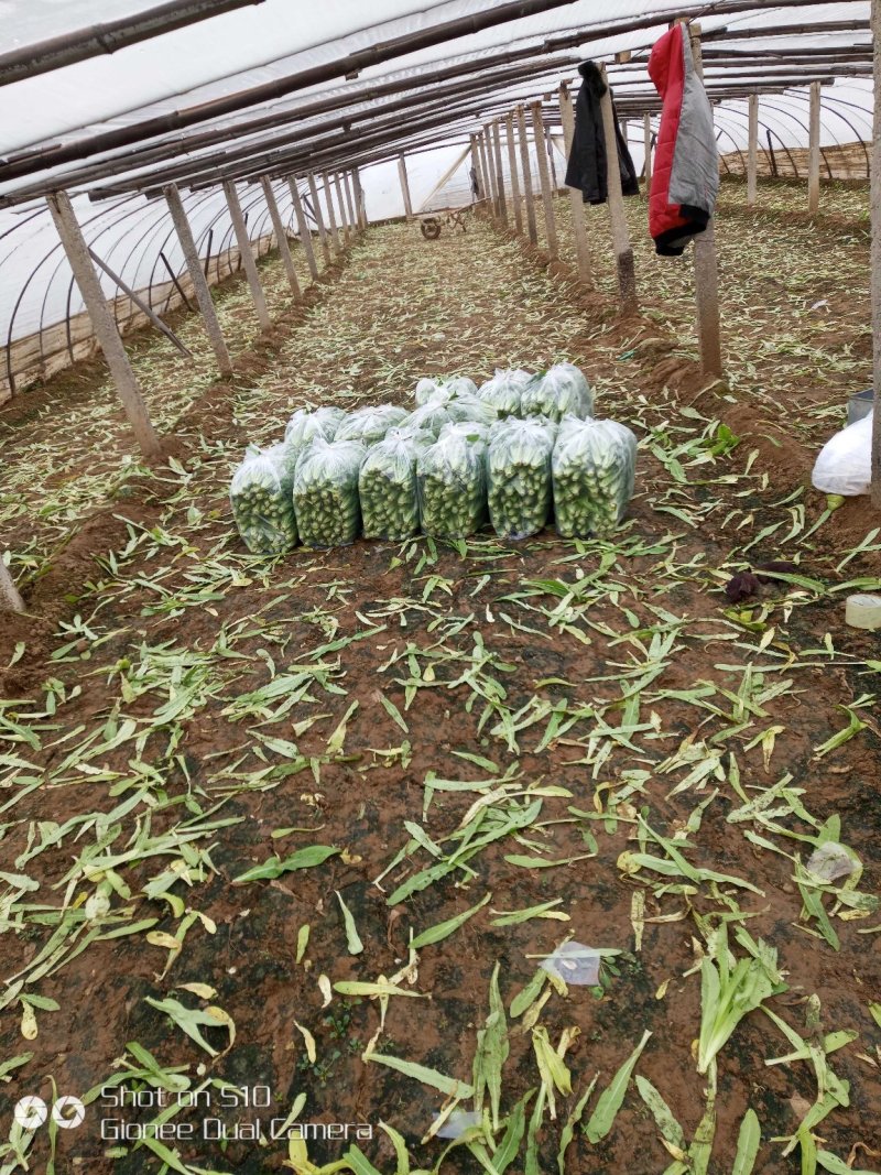 精品油麦菜