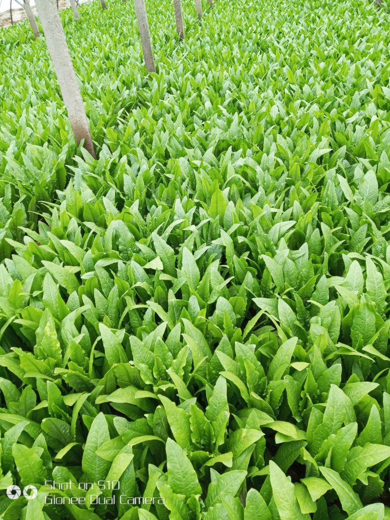 精品油麦菜