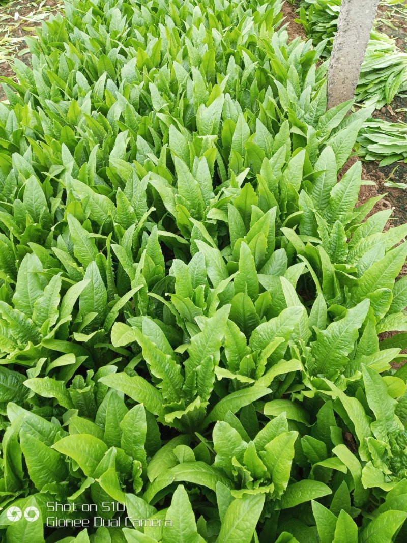 精品油麦菜