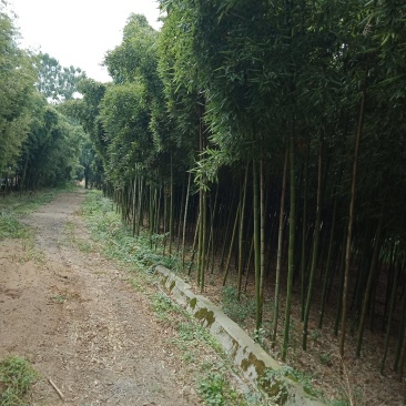雷竹苗，雷笋