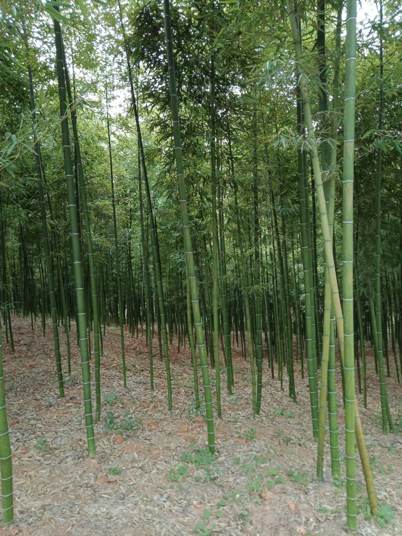 雷竹苗，雷笋