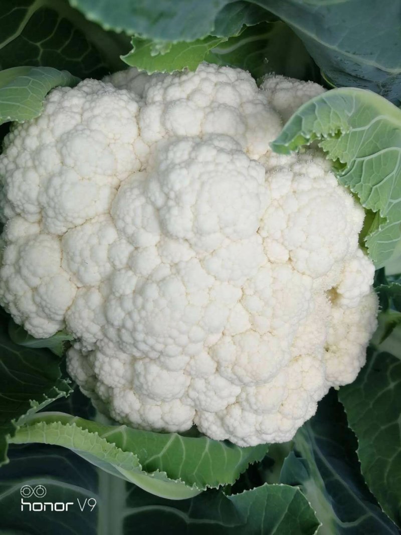 菜花