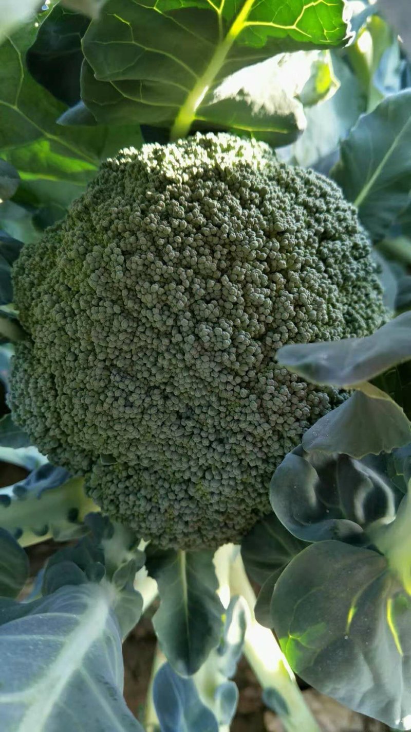 菜花