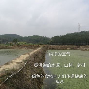 台湾野菜特菜/台湾野莲每天采摘，当天发货