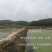台湾野菜特菜/台湾野莲每天采摘，当天发货