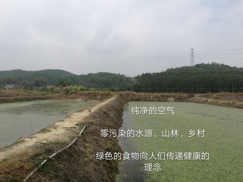 台湾野菜特菜/台湾野莲每天采摘，当天发货