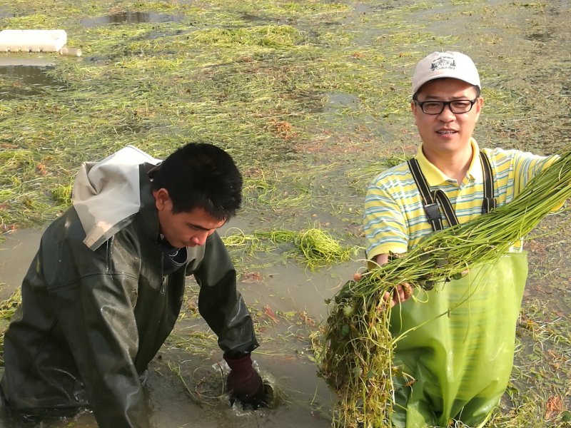 台湾野菜特菜/台湾野莲每天采摘，当天发货
