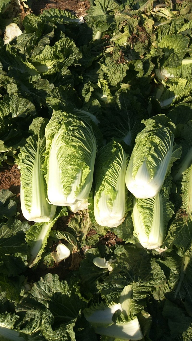 大白菜
