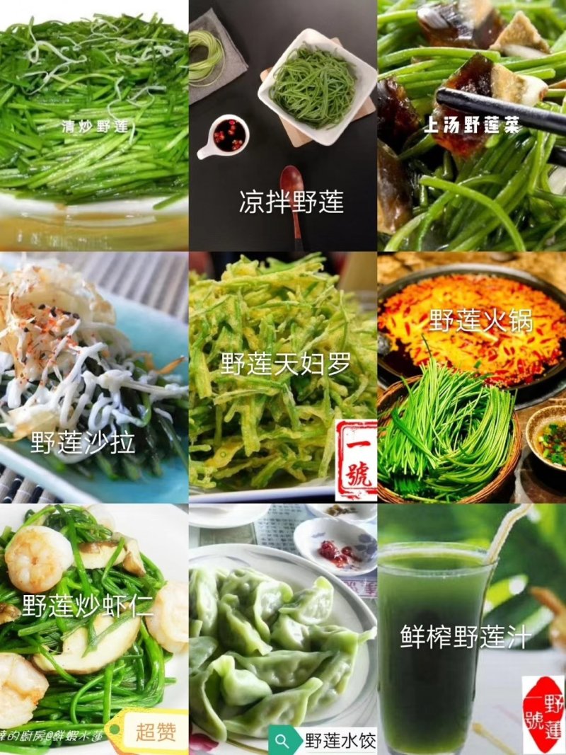 台湾野菜特菜/台湾野莲每天采摘，当天发货