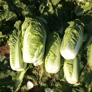 大白菜