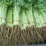 山东芹菜产地直销品相好品质保障全国发货