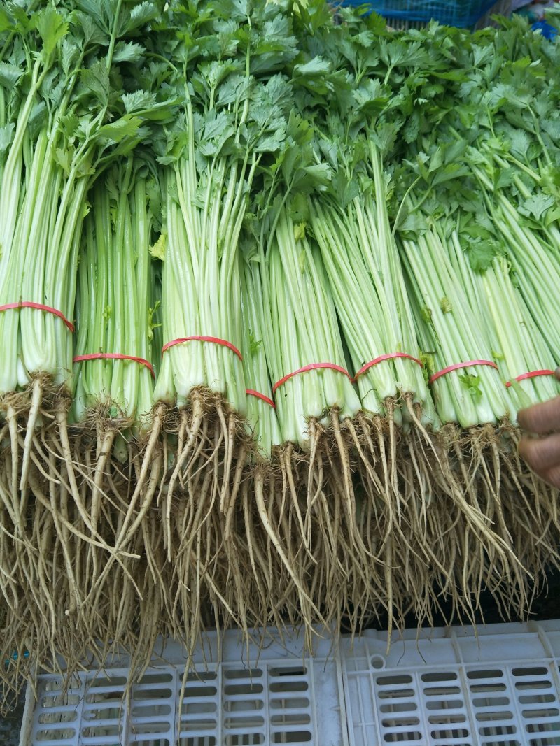 山东芹菜产地直销品相好品质保障全国发货