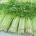 山东芹菜产地直销品相好品质保障全国发货