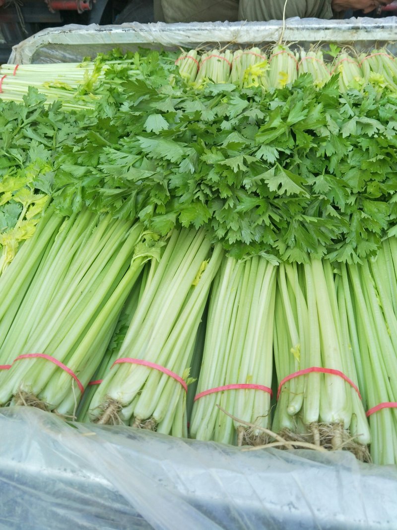 山东芹菜产地直销品相好品质保障全国发货