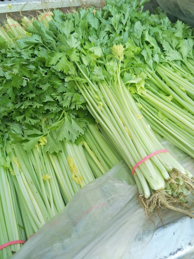 山东芹菜产地直销品相好品质保障全国发货