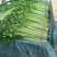 山东芹菜产地直销品相好品质保障全国发货