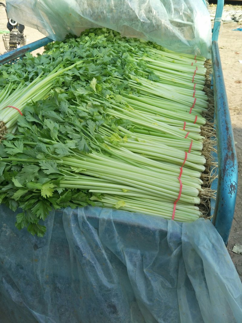 山东芹菜产地直销品相好品质保障全国发货