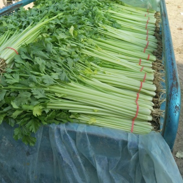 山东芹菜产地直销品相好品质保障全国发货