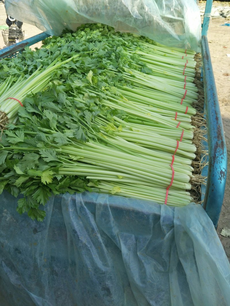 山东芹菜产地直销品相好品质保障全国发货