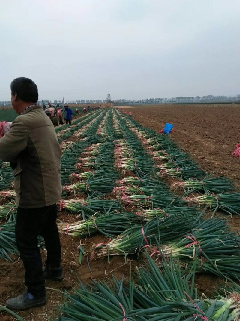河南新鲜大葱，产地直发，现挖现发，保质保量