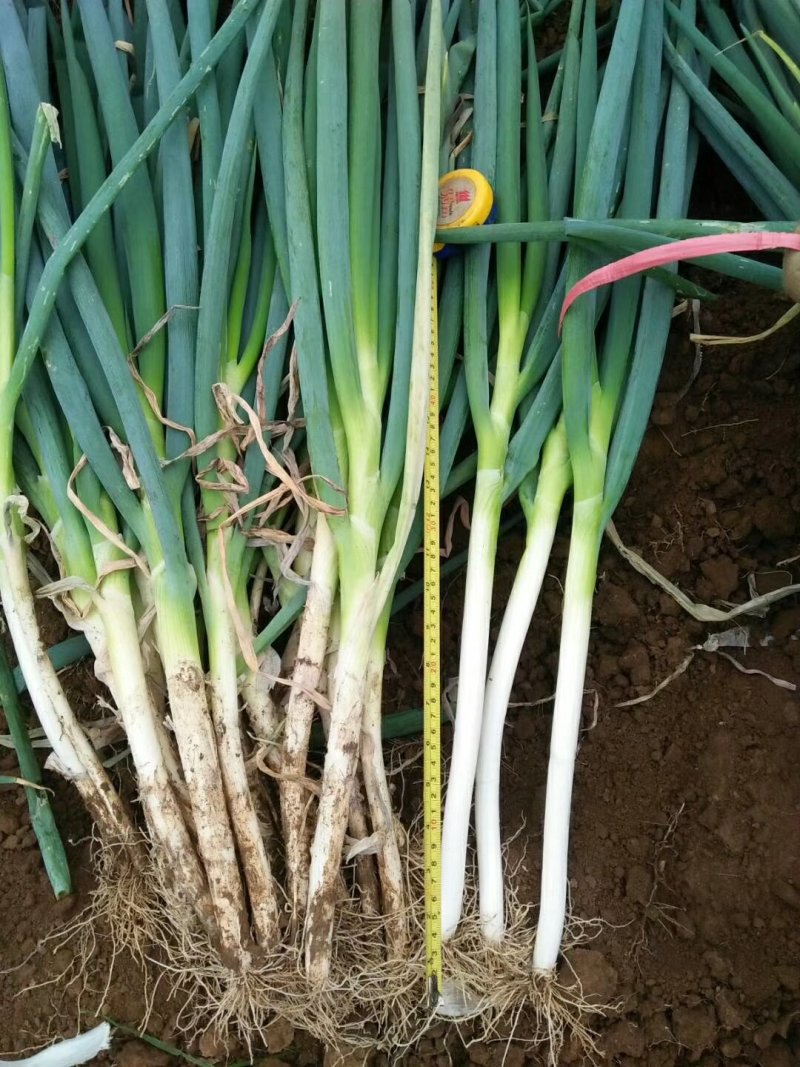 河南新鲜大葱，产地直发，现挖现发，保质保量