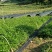 九叶青花椒苗