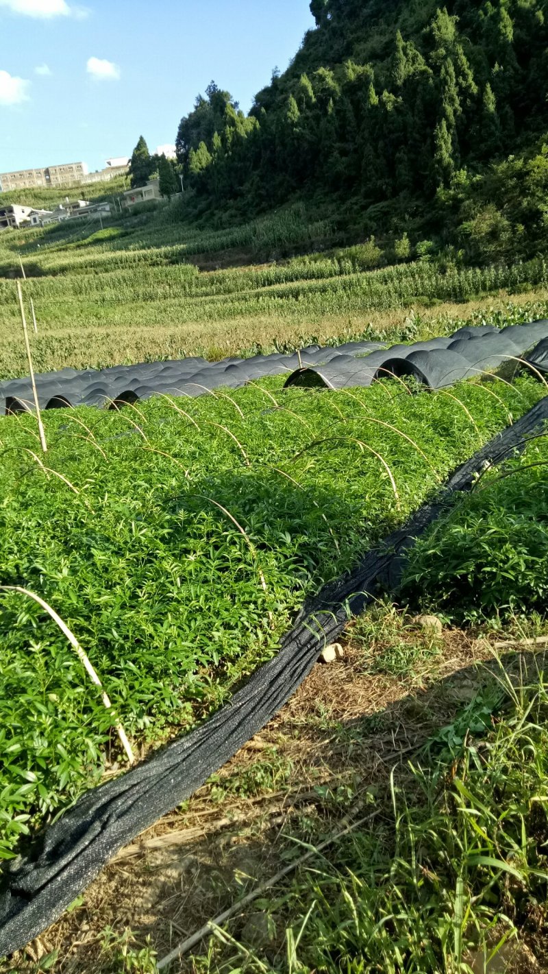 九叶青花椒苗