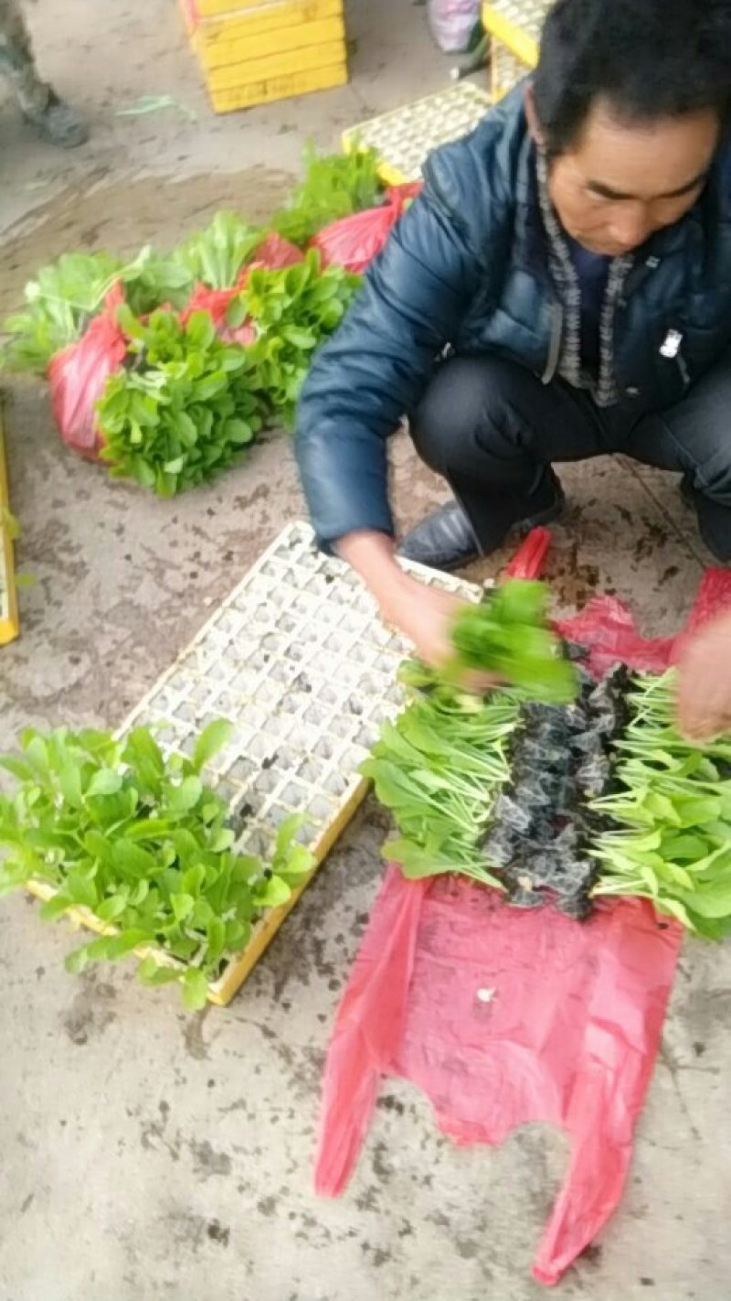 青菜苗，常年有货，老品种粉杆青菜，可制俺菜的那种
