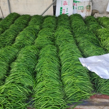 山东省临沂市费县新鲜线椒，螺丝椒