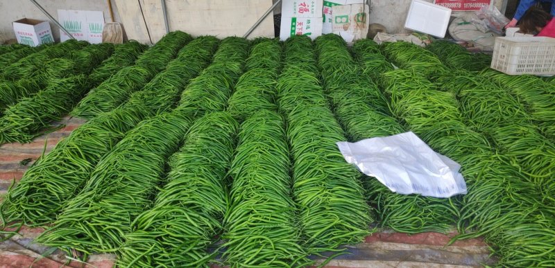 山东省临沂市费县新鲜线椒，螺丝椒