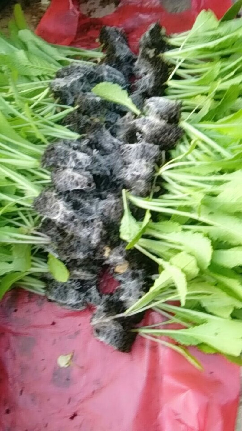 青菜苗，常年有货，老品种粉杆青菜，可制俺菜的那种