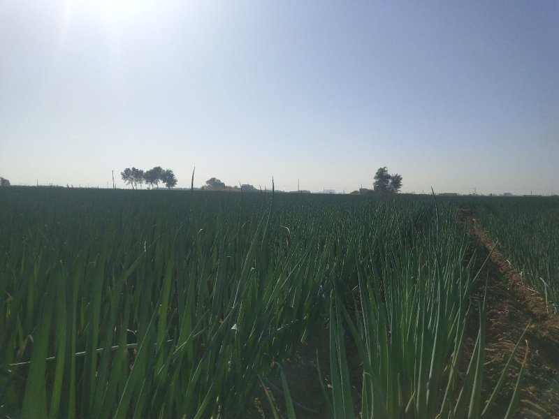 走脱水厂大葱大量上市，基地供应，羊角大葱，