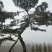 黑松油松10——35