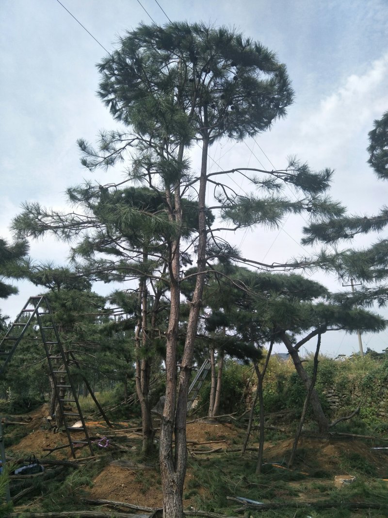 黑松油松10——35