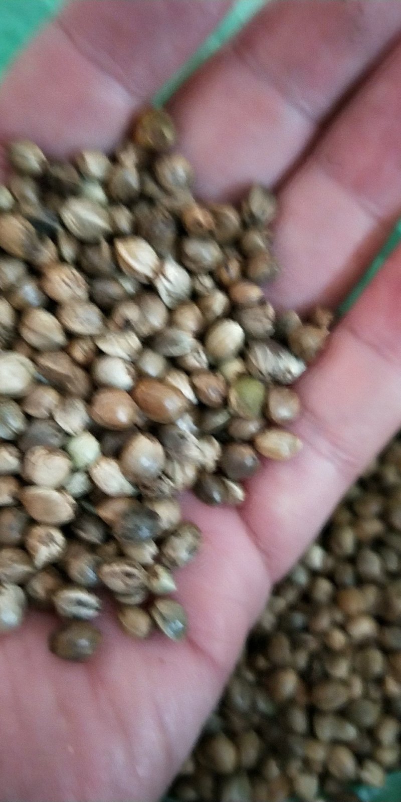 麻仔