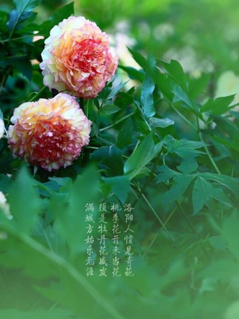 观赏牡丹苗～金阁适应能力强！抗寒耐旱！包成活！