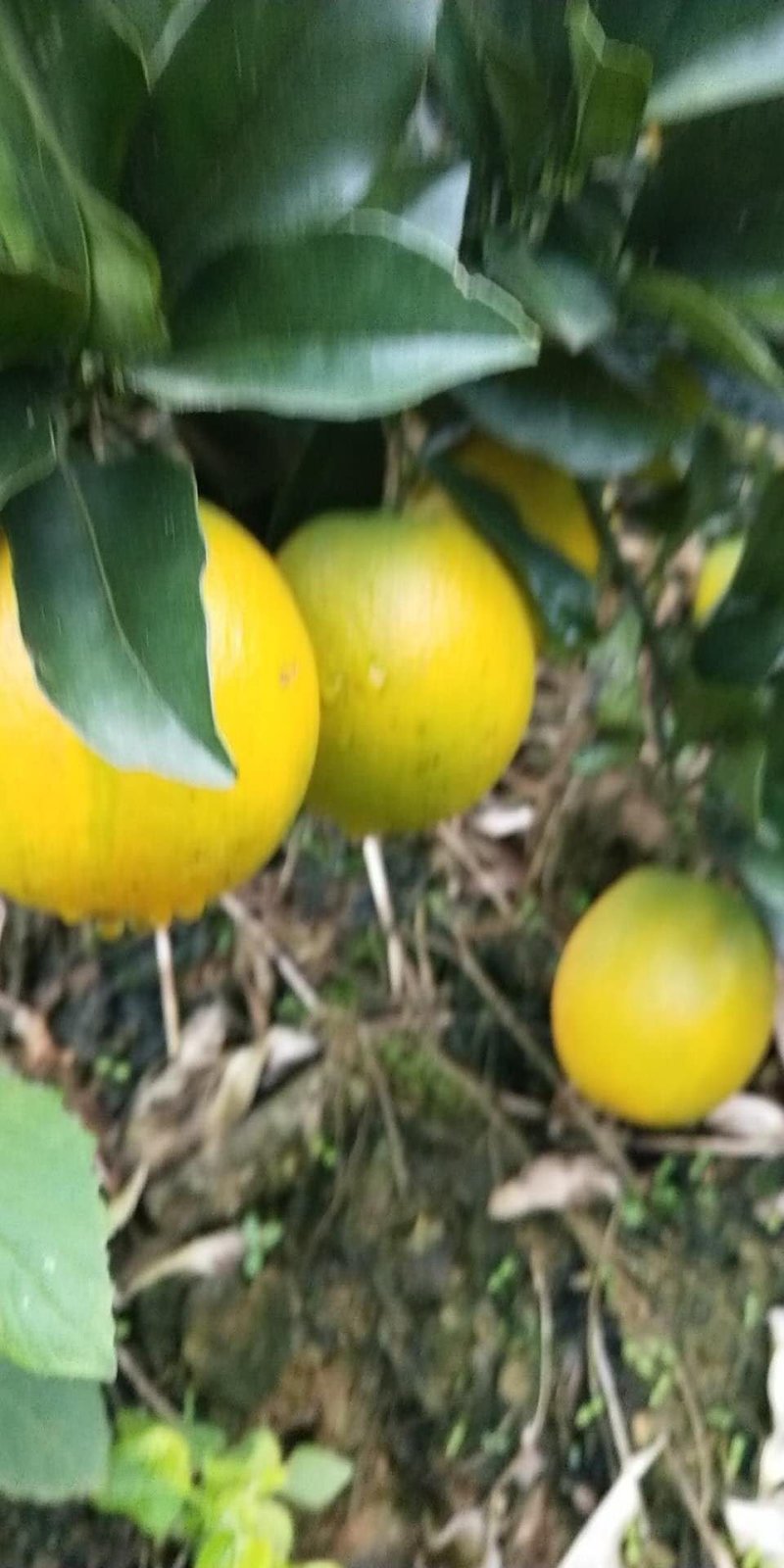 脐橙