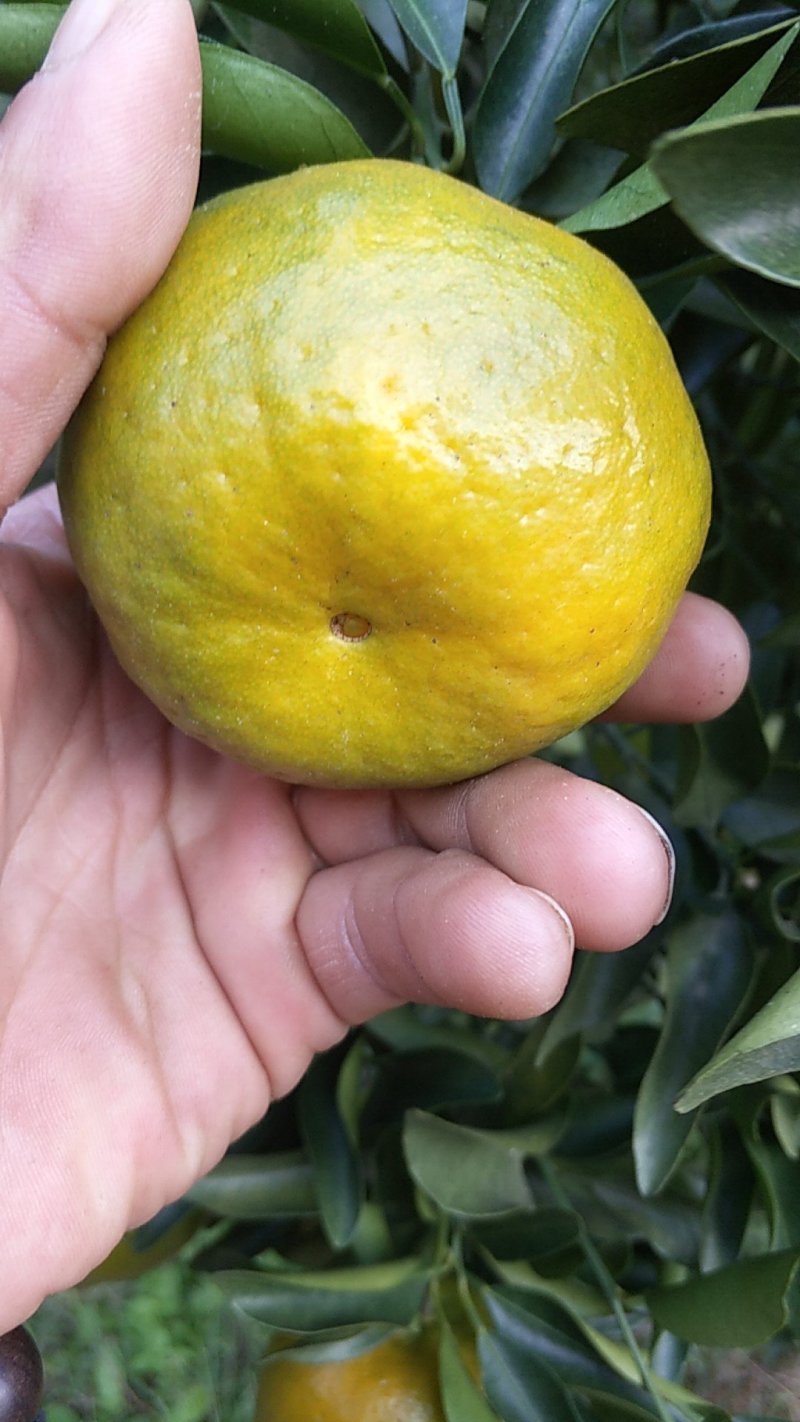 芦柑
