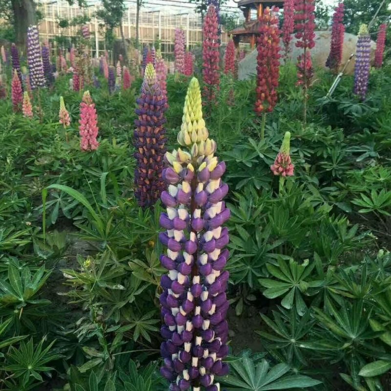 羽扇豆，羽山豆鲁冰花基地直销，常年供应各种绿化苗木