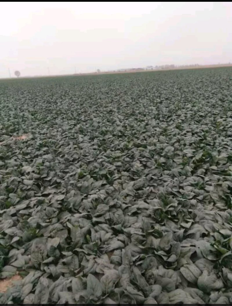 精品墨玉绿菠菜20一25厘米，颜色黑亮
