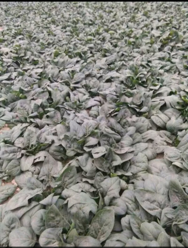 精品墨玉绿菠菜20一25厘米，颜色黑亮